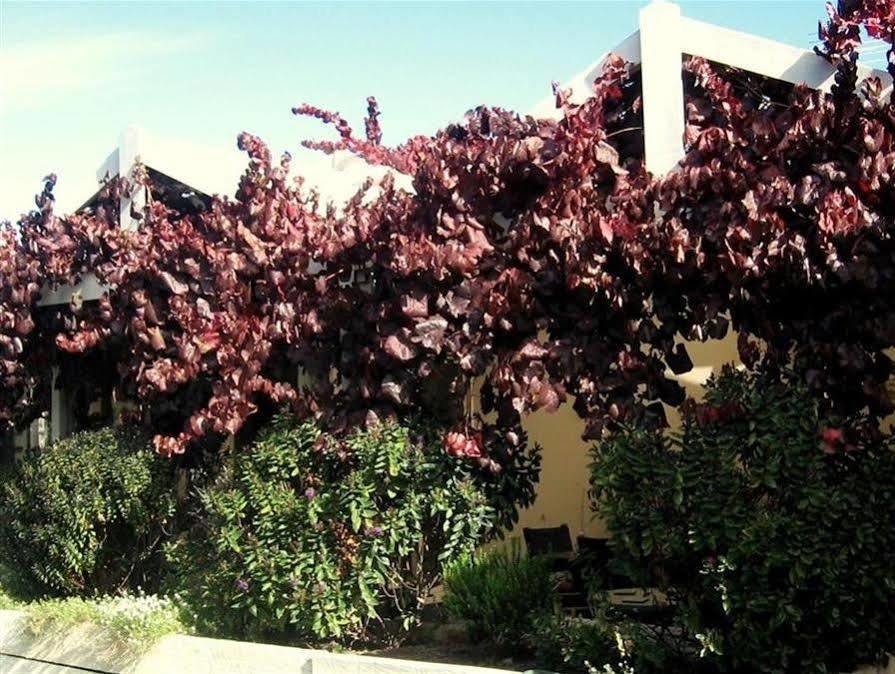 Bellevue Bed & Breakfast Mclaren Vale Εξωτερικό φωτογραφία